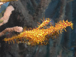 Mating pair of ornate ghost pipefish from Lembeh Straits. by Allison Finch 